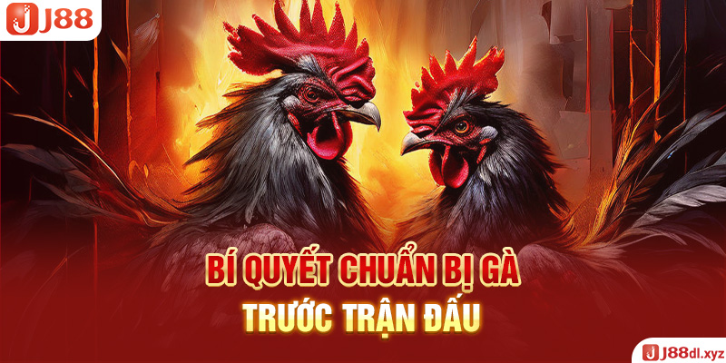 Bí quyết chuẩn bị gà trước trận đấu