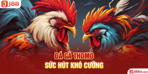 Đá Gà Thomo - Sức Hút Khó Cưỡng