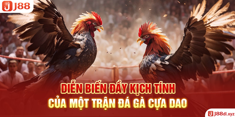  Diễn biến đầy kịch tính của một trận đá gà cựa dao